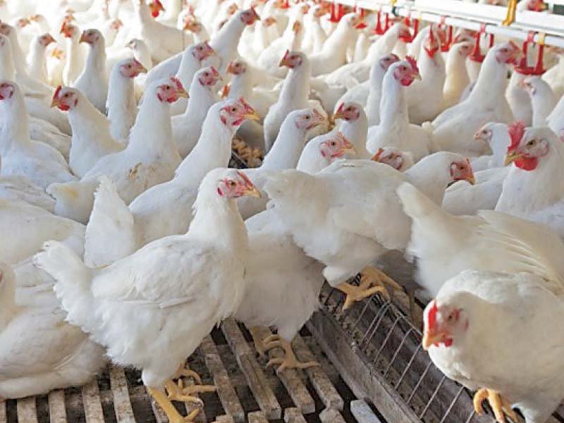 “Chicken shortage A problem caused by global uncertainty” (Part 2