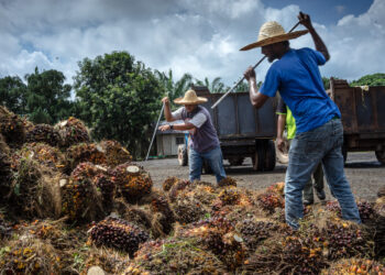 Employees gather harvested palm fruits at the Bukit Senorang palm oil mill, owned by United Malacca Bhd. in Pahang, Malaysia, on Friday, Oct. 27, 2017. Photographer: Sanjit Das/Bloomberg