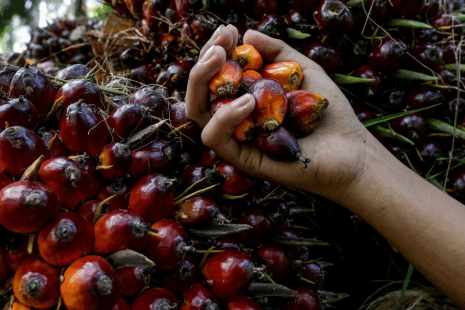 Beyond oil: Palm sector finds new value in bio-mass and sustainability