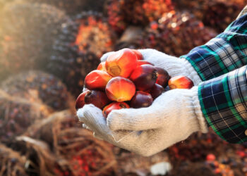 Palm oil seeds on male's hand