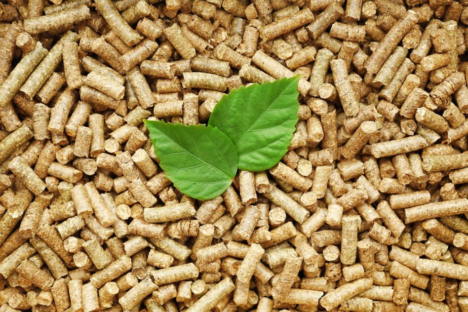Biomass wealth: ASEAN’s overlooked catalyst in the race to renewable energy, net zero