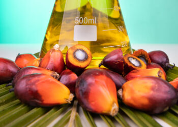 Oil palm fruits with distilled biofuel in beaker in laboratory, with palm leaf as prop in green background