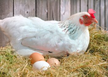 White free range chicken sitting on eggs in the hay nest in Eco Farm on sunny day.