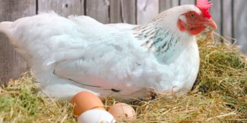 White free range chicken sitting on eggs in the hay nest in Eco Farm on sunny day.
