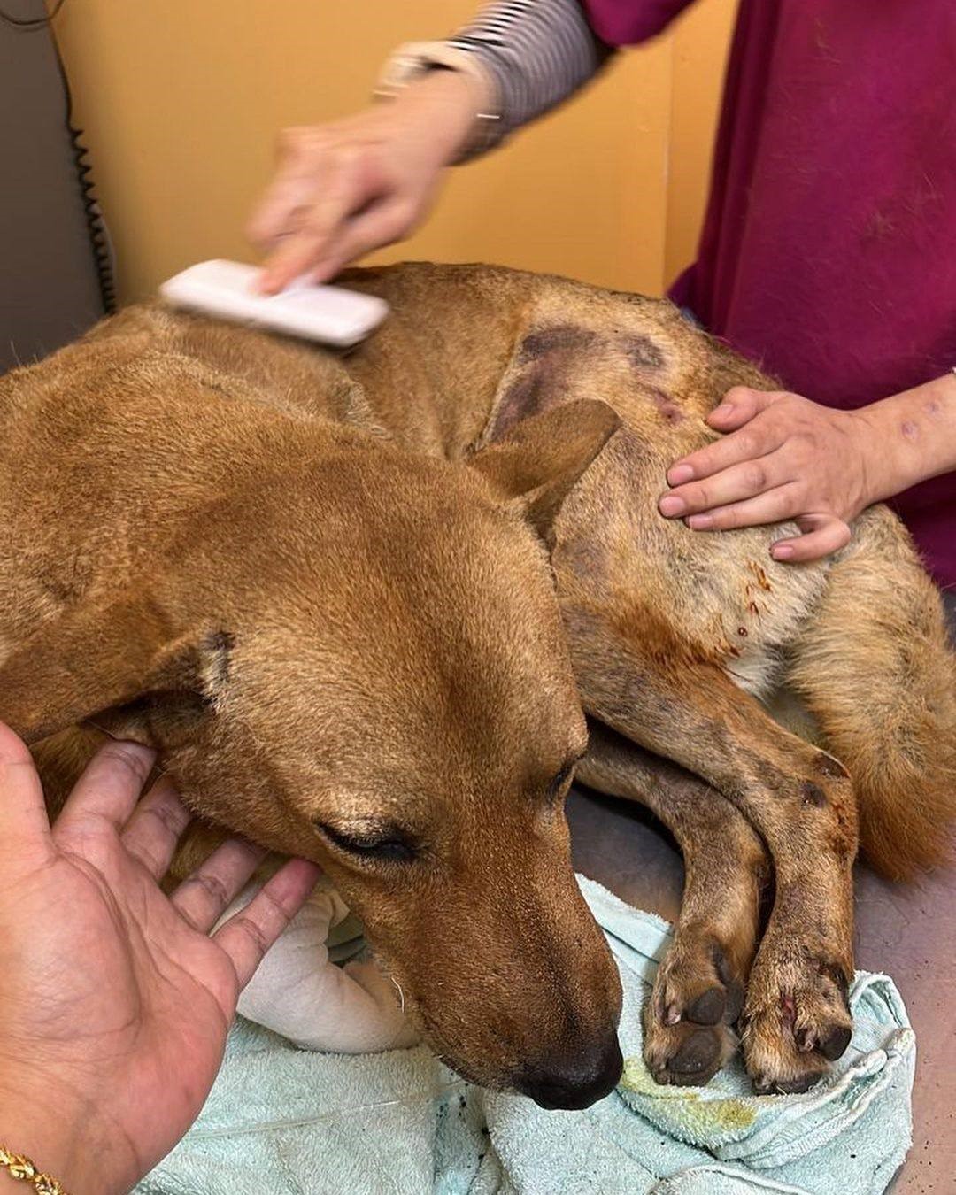 ‘Dog Burning’ teen pleads guilty to animal abuse