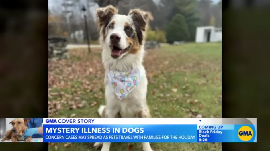 Mystery dog illness continues to spread