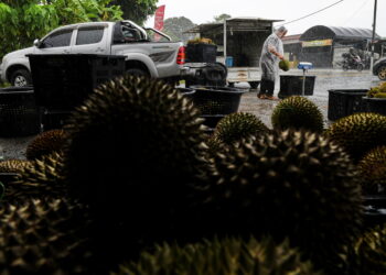 BALIK PULAU, 21 Mei -- Hujan tidak menghalang pekerja mengumpul buah durian di kedai borong durian di Balik Pulau di sini hari ini.

Musim durian kini bermula di kawasan Balik Pulau sehingga Ogos dan kemuncaknya pada Jun hingga Julai.
Peminat raja buah ini boleh memperolehinya tidak terhad di Balik Pulau dan Teluk Bahang bahkan ke Juru, Sungai Bakap dan Nibong Tebal.

Kerajaan Negeri Pulau Pinang mahukan pasaran durian yang sinonim dengan Pulau Pinang dipasarkan secara meluas ke peringkat antarabangsa dan menjadi produk pelancongan negeri itu.

Pelancong dari Singapura, China, Thailand, Australia, Eropah dan lain-lain negara pada kebiasaannya tidak melepaskan peluang berkunjung ke sini untuk merasai keenakannya antaranya Musang King, Duri Hitam, Hor Lor dan banyak lagi.
Bagi memudahkan para pelancong, Kerajaan negeri melalui Penang Global Tourism (PGT) melancarkan PG Durian Leaflet untuk pelancong mengetahui lokasi untuk menikmati durian di negeri ini.

Kelhatan pemilik dusun durian membawa durian ke kedai borong durian di Balik Pulau.  

fotoBERNAMA (2025) HAK CIPTA TERPELIHARA