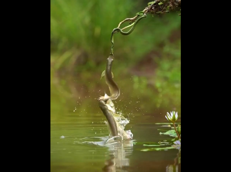 Rare Snake Fish Malaysians Must Know the TRUTH: Rare footage of fish “rescuing” friend ...
