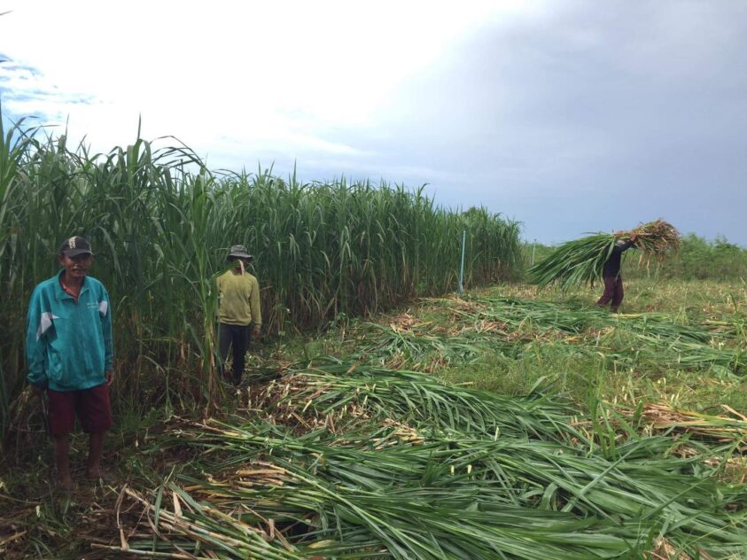 Landmark giant king grass supply initiative to put Malaysia as a major global exporter