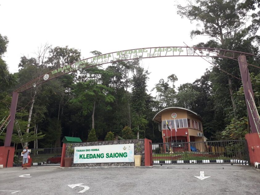 Kledang Saiong Forest Reserve To Be Turned Into A ‘timber Producing ...