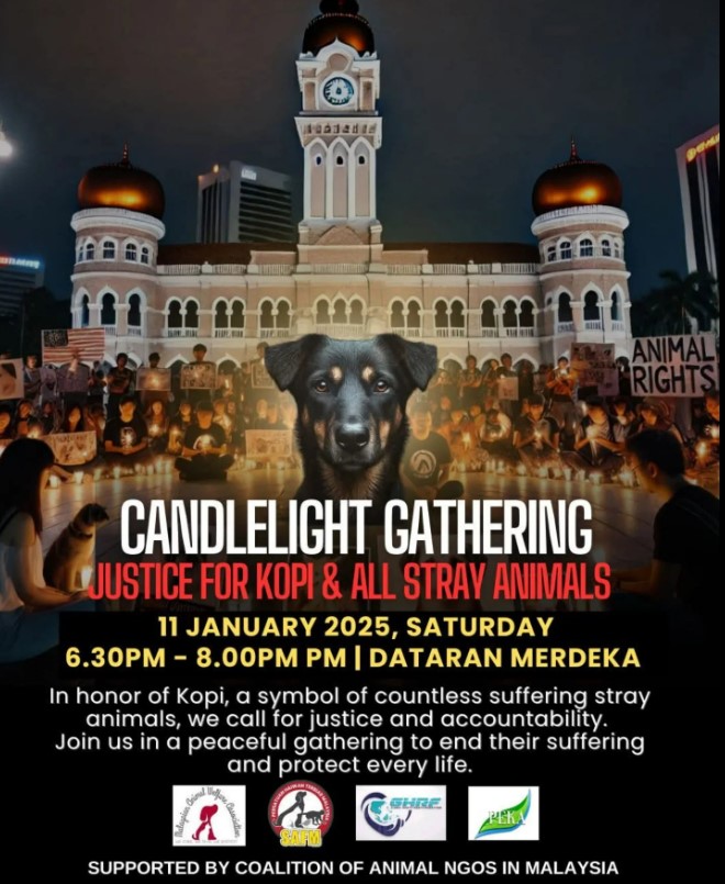 Animal lovers rejoice at successful candlelight vigil to seek justice ...