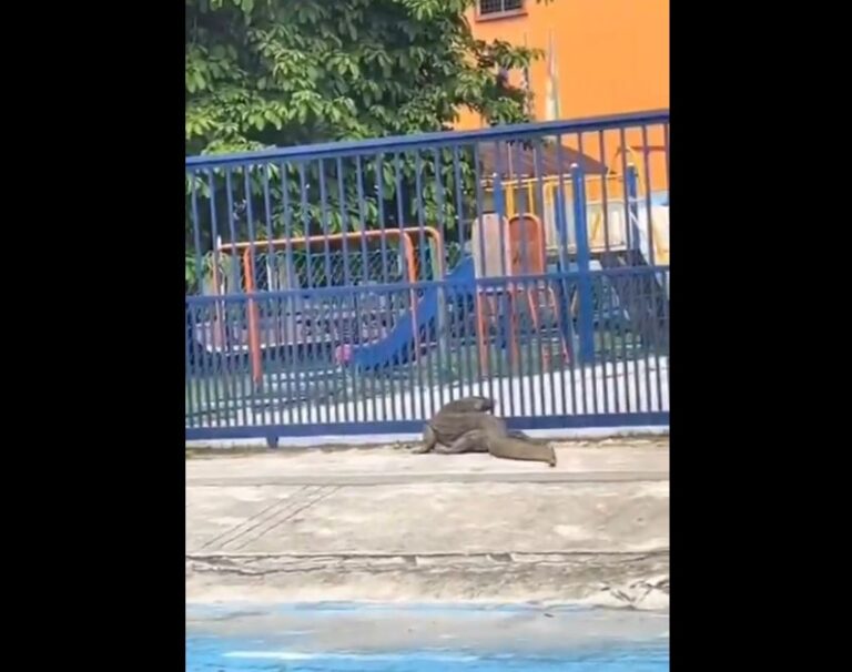 Monitor lizard caught in video looking to snack on school children