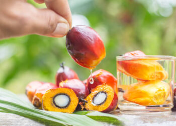 Palm oil from the garden is extracted into palm oil products.
