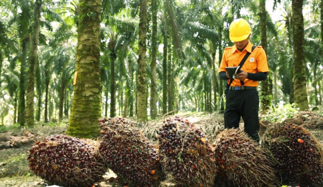 Application of industry 4.0 disruption in the palm oil industry - Focus ...