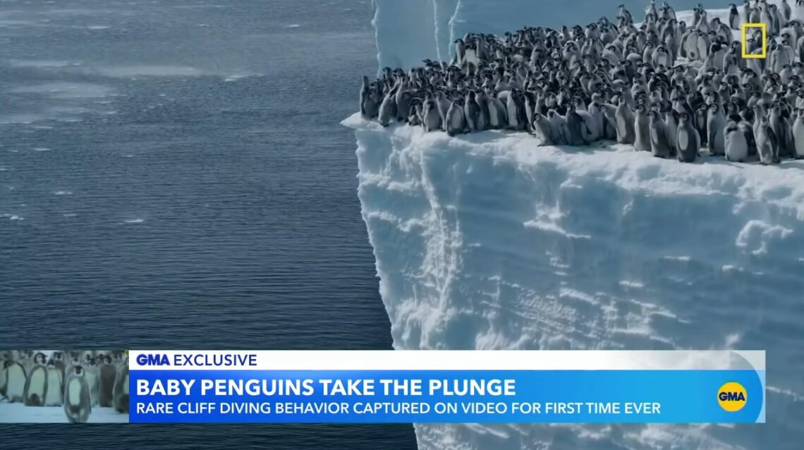 Baby penguins cliff-dive in adorable clip