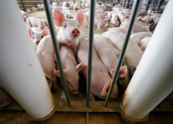 Pig farm