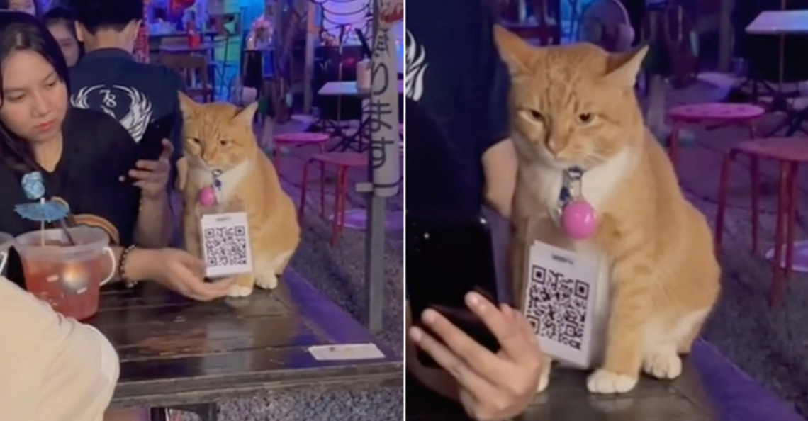 Cat with QR code on neck goes viral for grumpy face