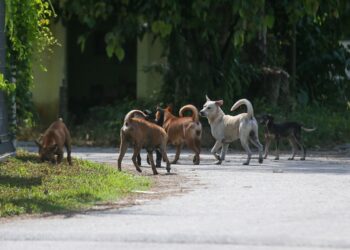 (Image: Malay Mail)