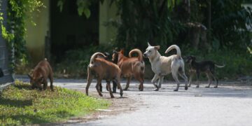 (Image: Malay Mail)