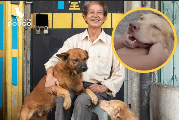 Legendary dog lover Uncle Patrick Khoo reaps kindness after having ...