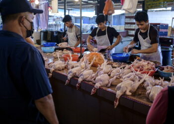 KUALA LUMPUR, 23 Mei -- Suasana di sebuah gerai menjual ayam mentah di Pasar Dato Keramat ketika tinjauan hari ini.

Mutakhir ini bekalan ayam mentah yang berkurangan menjadi kegusaran di kalangan masyarakat Malaysia. Malahan sebahagian peniaga ayam terpaksa menutup awal gerai mereka kerana stok ayam telah habis dijual.

--fotoBERNAMA (2022) HAK CIPTA TERPELIHARA