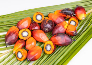 Group of freshly harvested oil palm fruits on palm leaf with some fruits halved revealing its kernel.