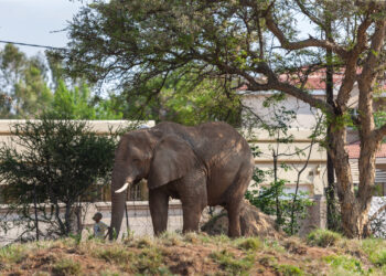 Botswana's Growing Elephant Population Creates Conflict with Humans, residents in the villages agree to lift the ban