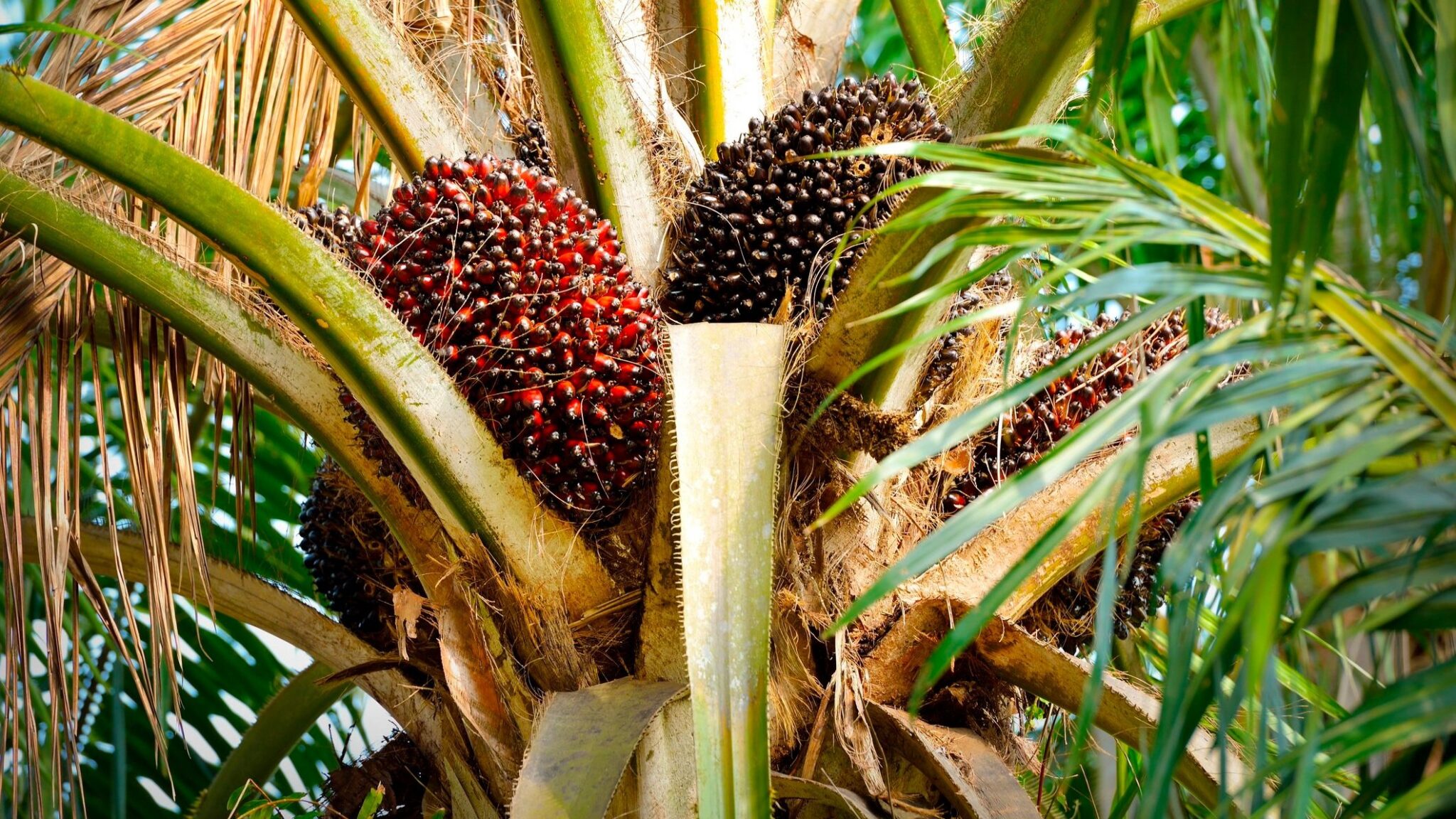 Bio Oil Usage Indonesia’s B50 biodiesel push could lift palm oil prices for Malaysian ...