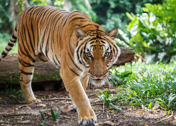 Malayan tiger in the natural background of a tropical forest of Malaysia is walking towards the camera and a viewer looking straight ahead