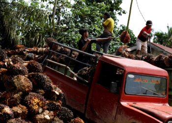 FILE PHOTO: Workers load palm oil fresh fruit bunches to be transported from the collector site to CPO factories in Pekanbaru, Riau province, Indonesia, April 27, 2022. REUTERS/Willy Kurniawan