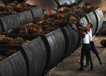 Workers carry oil palm fruits to containers on their way into processing plants at  PT Perkebunan Nusantara VIII, a state-owned palm oil factory in Malingping, Indonesia's Banten province August 9, 2010. REUTERS/Beawiharta/Files
