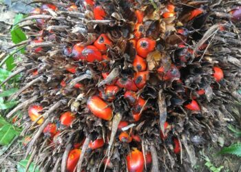 Freshly harvested oil palm fruits on a smallholder's plantation near Sandakan in Sabah, Malaysia on January 13, 2022. Thomson Reuters Foundation/Michael Taylor