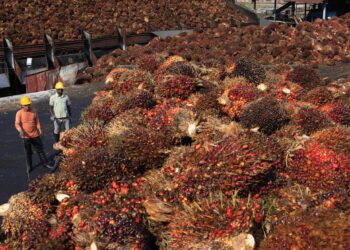 FILE PHOTO: Workers stand near palm oil fruits inside a palm oil factory in Sepang, outside Kuala Lumpur, February 18, 2014. REUTERS/Samsul Said (MALAYSIA - Tags: BUSINESS COMMODITIES)