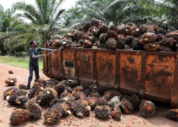 FILE PHOTO: A worker loads palm oil fruit bunches at an oil palm plantation in Slim River, Malaysia August 12, 2021. REUTERS/Lim Huey Teng