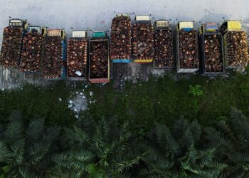 FILE PHOTO: Trucks with palm oil fresh fruit bunches are parked in a queue at a palm oil factory in Siak regency, Riau province, Indonesia, April 26, 2022. Picture taken with a drone April 26, 2022. REUTERS/Willy Kurniawan