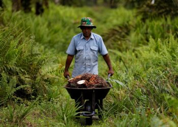 Sulaeman, a 63-year-old worker pushes a cart as he collects fresh fruit bunches during harvest at a plantation in Kampar regency, as Indonesia announced a ban on palm oil exports effective this week, in Riau province, Indonesia, April 26, 2022. REUTERS/Willy Kurniawan