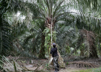 FILE PHOTO: A worker collects palm oil fruits at a plantation, amid the coronavirus disease (COVID-19) outbreak in Klang, Malaysia, June 15, 2020. Picture taken June 15, 2020. REUTERS/Lim Huey Teng/File Photo